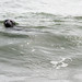 Martha Seal Photo 18