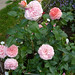 Rose Dail Photo 14