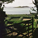 Martin Hedges Photo 22
