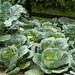 Michelle Cabbage Photo 25