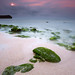 Sandy Lee Photo 40