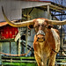 Jason Cotton Photo 32