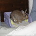 Joyce Sleeper Photo 15