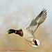 Thomas Mallard Photo 22