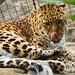 Leslie Leopard Photo 17