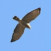 Scott Hawks Photo 30