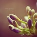 Karen Yip Photo 28