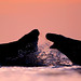 Dawn Seal Photo 32