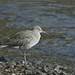 Vernon Willet Photo 9