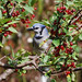 Jay Apple Photo 31