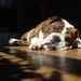 Leroy English Photo 18
