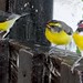 Tammy Bird Photo 41