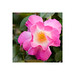Madalyn Smith Photo 35