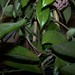 Eileen Plant Photo 20