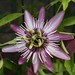 Julia Blume Photo 21
