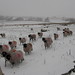 Judy Lamb Photo 40