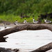 Byron Terns Photo 2