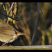 Robin Smallwood Photo 33