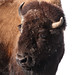 Jerry Bisson Photo 13