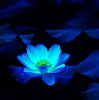 Guan Lee Photo 9