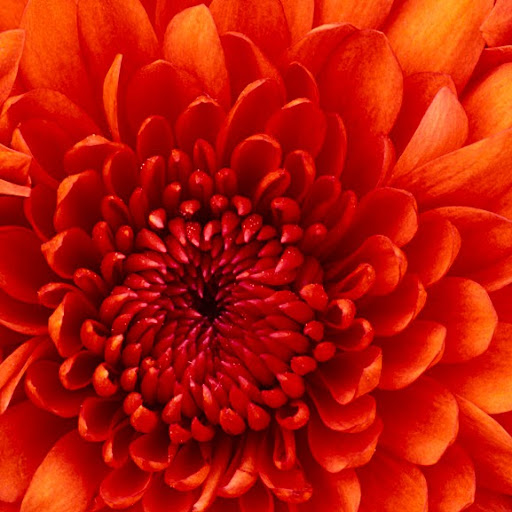 Ronald Flowers Photo 13