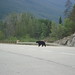 Jasper Bear Photo 21