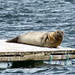 Edward Seal Photo 26