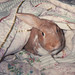Andrea Burrows Photo 37