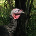 Morris Wilder Photo 16