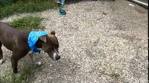 Theodore Brindle Photo 8