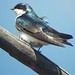 Nate Bird Photo 30