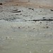 Murray Fish Photo 9