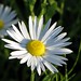 Daisy Head Photo 25