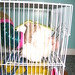 Charles Cage Photo 25