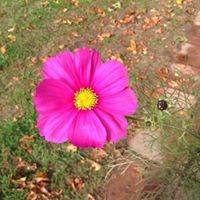 Susan Coste Photo 1