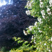 Rose Beech Photo 23