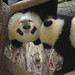 Hang Lin Photo 34