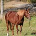 Leslie Chestnut Photo 21