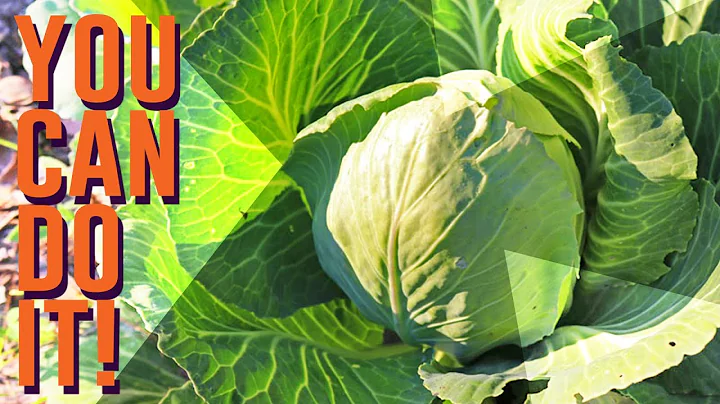 David Cabbage Photo 2