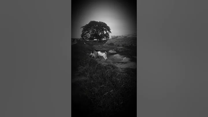 Joseph Sabino Photo 24