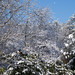 Georgia Winter Photo 29