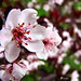 Cherry Flowers Photo 16