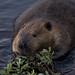 Chad Beaver Photo 29