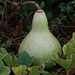 Trang Phan Photo 41