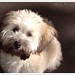 Rufus Beard Photo 21