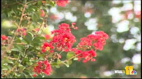Joan Mcconnell Photo 25