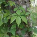 Virginia Ivy Photo 21