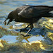 April Crow Photo 35