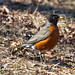 Robin Salisbury Photo 21
