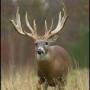 Robert Franks Photo 31